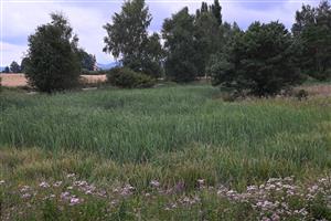 Celkový pohľad na TML s dominantým výskytom porastov asociácie Typhetum laifoliae.