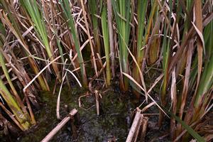 Fragmenty porastov cieľového biotopu medzi dominantnými pálkami.