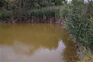 Pohľad na litorálne porasty s dominanciou druhu Phragmites australis