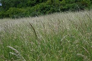 Pohľad na relatívne homogénne porasty cieľového biotopu