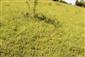 Suchomilné travinnobylinné a krovinové porasty na vápnitom podloží (*dôležité stanovištia Orchideaceae) (5.6.2024)