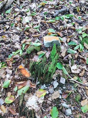 Buxbaumia viridis na pni