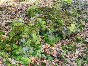 Leucobryum glaucum