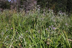 Pohľad na druhové zloženie cieľového biotopu v hornej časti TML s dominanciou Scirpus sylvaticus a Mentha longifolia