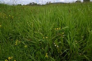 Pohľad na vlhkejšie porasty cieľové biotopu s výskytom Carex vulpina, Gratiola officinalis či Phalaroides arundinacea