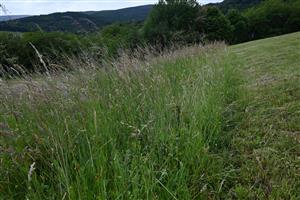 Fragment nepokosených porastov cieľového biotopu