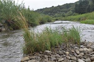Štrkové lavice uprosted koryta rieky s Calamagrostis pseudophragmites.