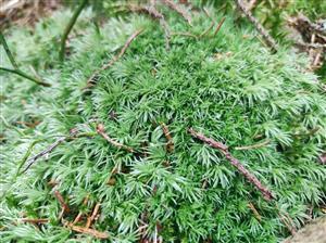 Leucobryum glaucum