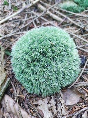 Leucobryum glaucum
