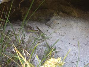 P. muralis