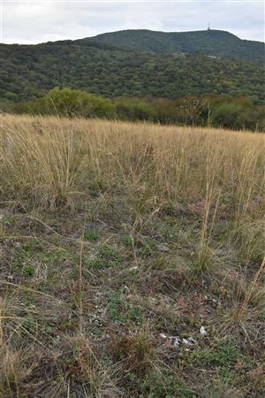 Pohľad na otvorené plochy so skeletnatým kamenistým substrátom