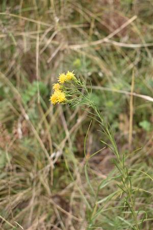 Crinitina linosyris