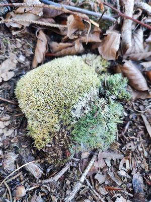 Leucobryum glaucum