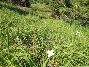 Anemone sylvestris a Listera ovata v poraste Brachypodium pinnatum