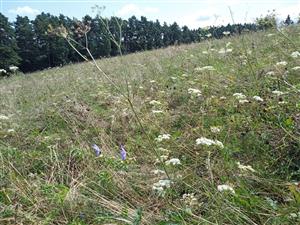 Extenzívne pasený porast Lk1 s Pimpinella saxifraga a Geranium pratense