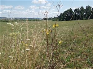 Detail porastu so Senecio jacobaea