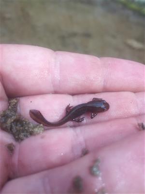 L. apestris juvenil
