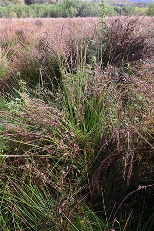 Pohľad na porasty s dominanciou druhov Juncus effusus, Lythrum salicaria a Lycopus europaeus