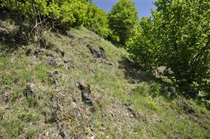 Porasty Tr1 v mozaike s Tr5 s Festuca pallens na skalnatejších stanovištiach