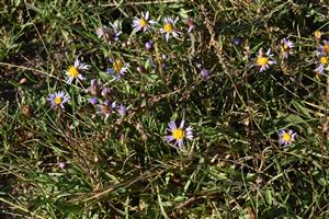 Tripolium pannonicum