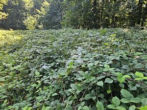 Porasty Rubus hirtus.
