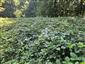 Porasty Rubus hirtus.