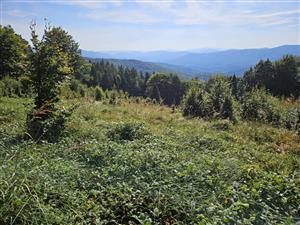 Pohľad na TML z horného okraja, prevažujúci Rubus hirtus.