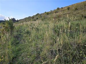 Pohľad na TML, Calamagrostis epigejos.