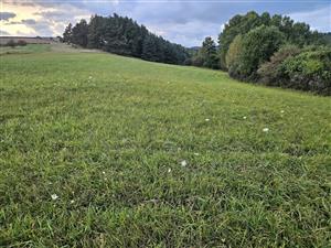 SZ časť TML je tvorená vysiatym trávnym porastom.