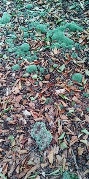 Leucobryum glaucum s vykopnutou časťou v severnej časti.