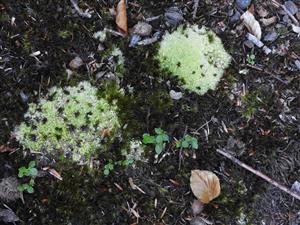 Leucobryum glaucum v strednej časti TML.