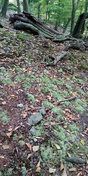 Porast Leucobryum glaucum v južnej časti TML.