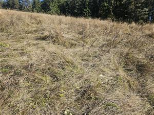 SV časť TML s prevahou Festuca rubra a Agrostis capillaris.