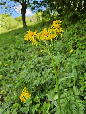 Tephroseris na lokalite.