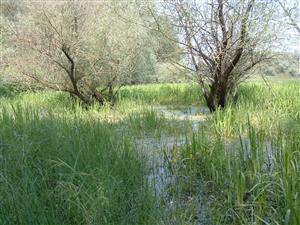 Ipelske hony, mokraď