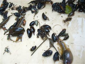 výber materiálu z pascí