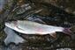 Thymallus thymallus