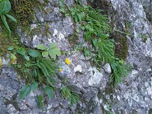 Skalná stena so štrbinovou vegetáciou - Asplenium viride, Swertia perennis, Hieracium sylvaticum