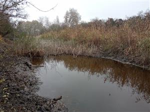 Pohľad na severnú časť Čenkovského lesa, severná depresia, jazierko. Biotop F.silvestris. Foto: 19.11.2024, J.Lengyel. TML Mužla.