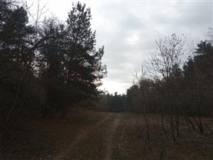 Pohľad na centrálnu severnú časť Čenkovského lesa, TML Mužla, foto: 19.11.2024, J.Lengyel.
