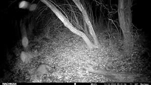 Mačka divá (Felis silvestris), výzorom samica, 13.10.2024, fotopasca, Čenkovský les, severné jazierko, TML Mužla