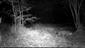 Mačka divá (Felis silvestris), výzorom samica, 6.11.2024, fotopasca, Čenkovský les, severné jazierko, TML Mužla