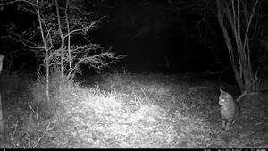 Mačka divá (Felis silvestris), výzorom samica, 6.11.2024, fotopasca, Čenkovský les, severné jazierko, TML Mužla