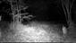 Mačka divá (Felis silvestris), výzorom samica, 6.11.2024, fotopasca, Čenkovský les, severné jazierko, TML Mužla
