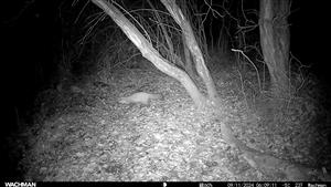 Martes martes, 9.11.2024, severné jazierko, Čenkovský les, TML Mužla. Fotopasca.