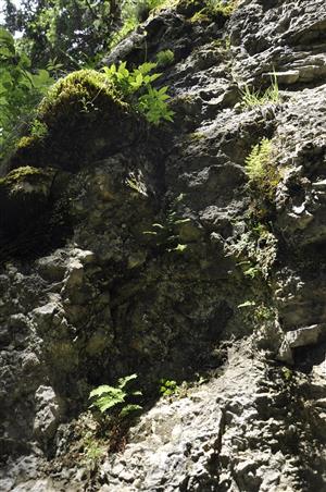 Sporadická vegetácia skalných štrbín s Cystopteris fragilis