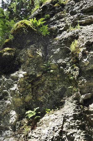 Detail porastu štrbinovej vegetácie s Cystopteris fragilis, Asplenium ruta-muraria