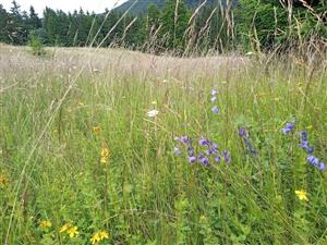 Campanula serrata a Hypericum maculatum v poraste