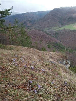 Populácia Pulsatilla v poraste Sesleria albicans