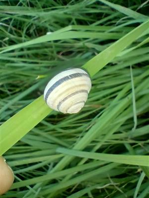 Caucasotachea vindobonensis
